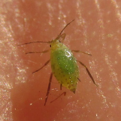Chaetosiphon tetrarhodum